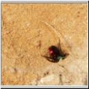 Hedychrum nobile - Sand-Goldwespe 08 war neugierig im Hosenbienennest.jpg